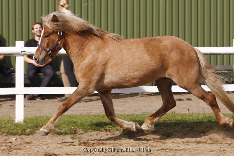 Hryssa von Heidmoor (12).JPG